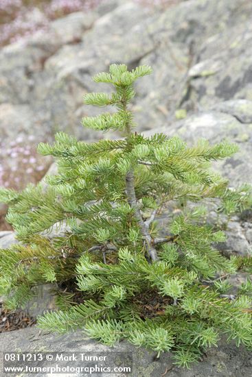 Abies lasiocarpa