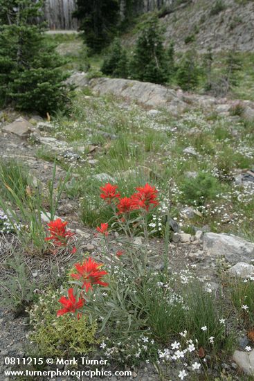 Castilleja elmeri; Arenaria capillaris