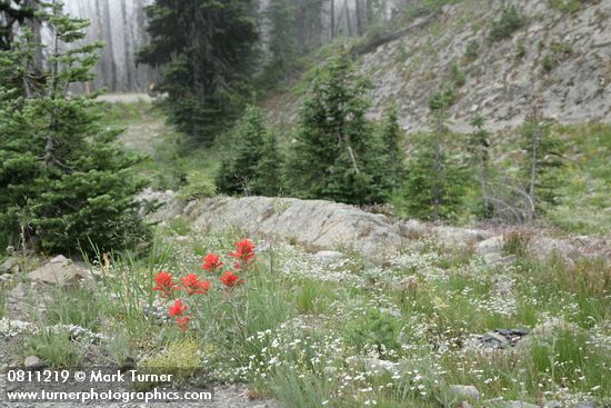 Castilleja elmeri; Arenaria capillaris