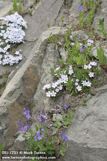 Veronica cusickii; Phlox diffusa