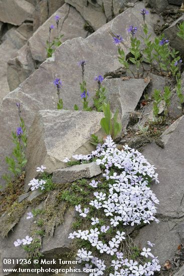 Phlox diffusa; Veronica cusickii