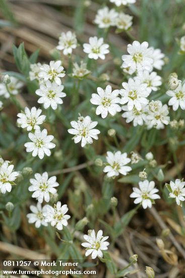 Cerastium beeringianum