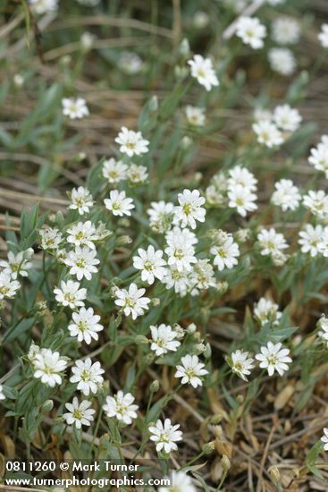 Cerastium beeringianum