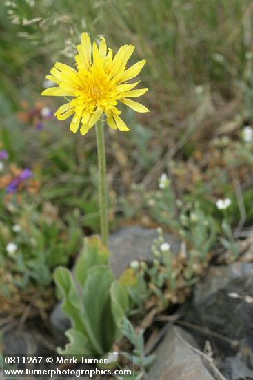 Agoseris glauca