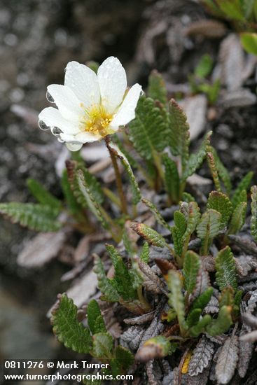 Dryas octopetala