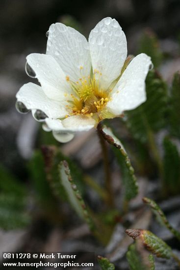 Dryas octopetala