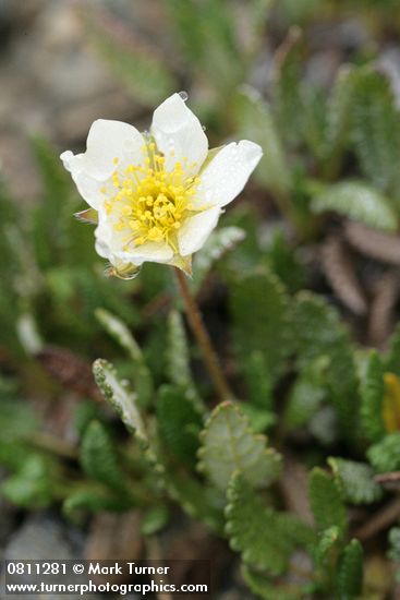 Dryas octopetala