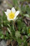 Eightpetal Mountain-avens