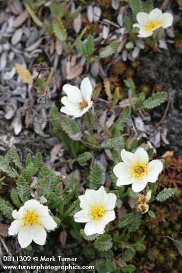 Dryas octopetala