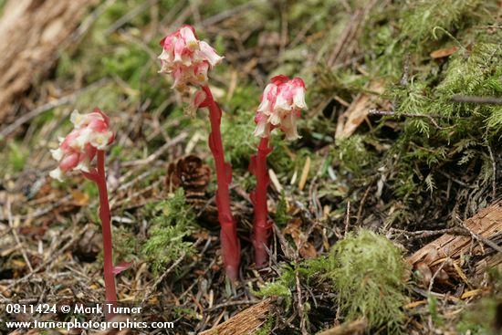 Monotropa hypopithys