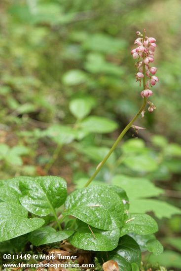 Pyrola asarifolia