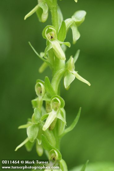 Platanthera stricta