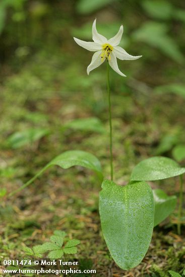 Erythronium montanum