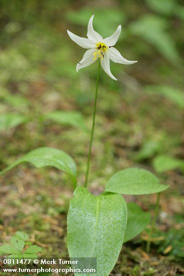 Erythronium montanum