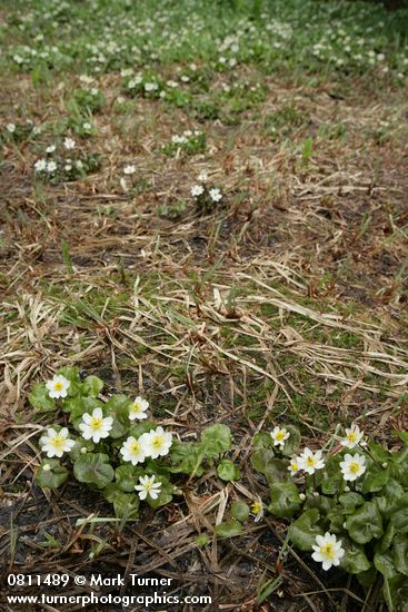 Caltha leptosepala ssp. howellii (C. biflora)