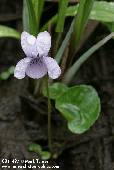 Viola palustris