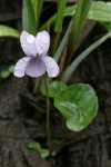 Marsh Violet