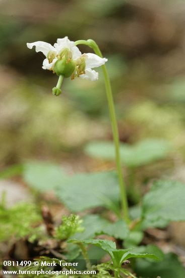 Moneses uniflora