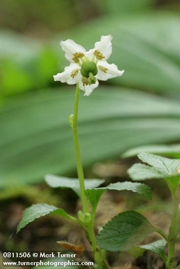Moneses uniflora