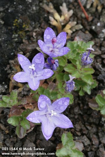 Campanula piperi