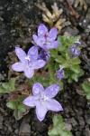 Olympic Harebells w/ raindrops