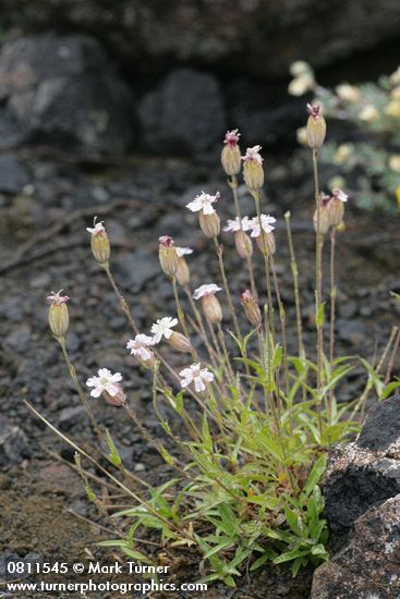 Silene parryi