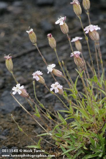 Silene parryi