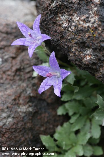 Campanula piperi