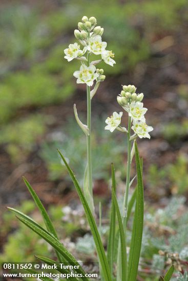 Zigadenus elegans
