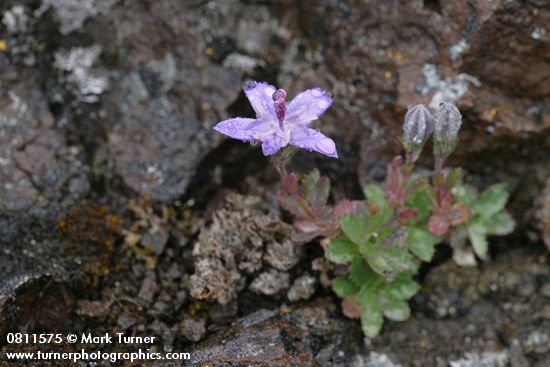 Campanula piperi