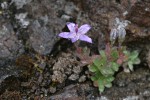 Olympic Harebell w/ raindrops