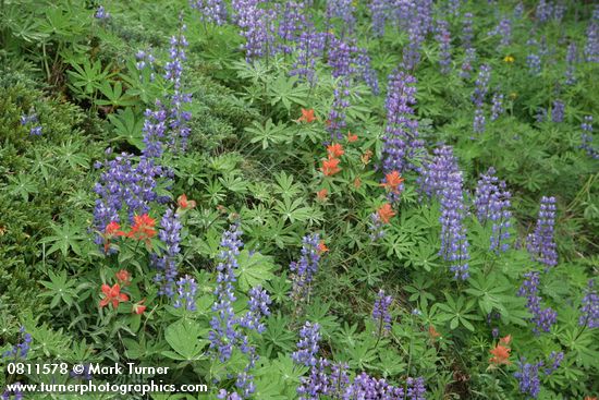 Lupinus latifolius; Castilleja miniata