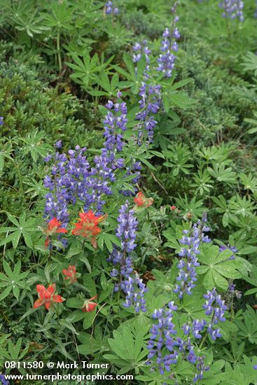 Lupinus latifolius; Castilleja miniata