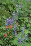 Broadleaf Lupines w/ Giant Red Paintbrush