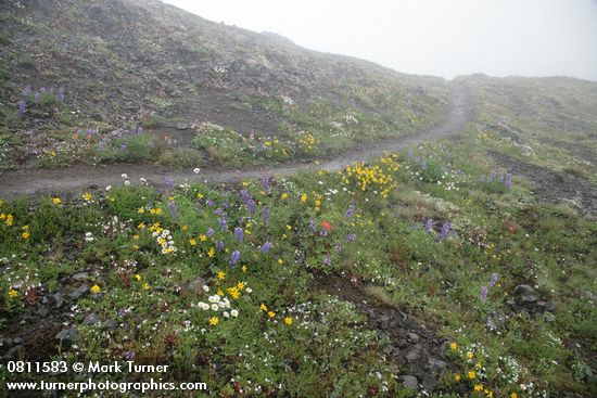 Lupinus latifolius; Erigeron flettii; Arnica rydbergii; Lewisia columbiana; Arenaria capillaris