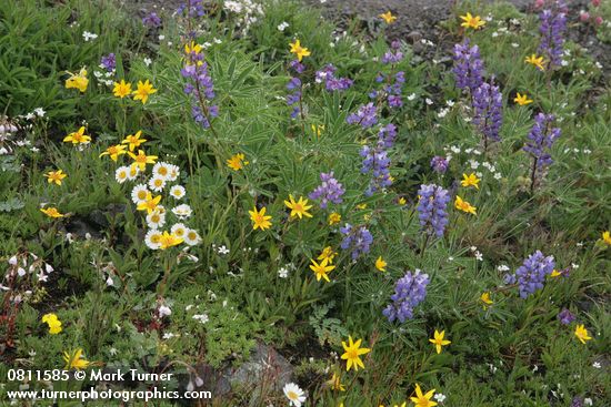 Lupinus latifolius; Erigeron flettii; Arnica rydbergii; Arenaria capillaris