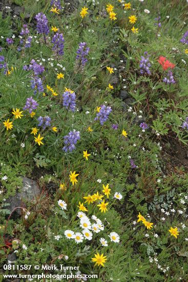 Lupinus latifolius; Erigeron flettii; Arnica rydbergii; Arenaria capillaris; Castilleja miniata
