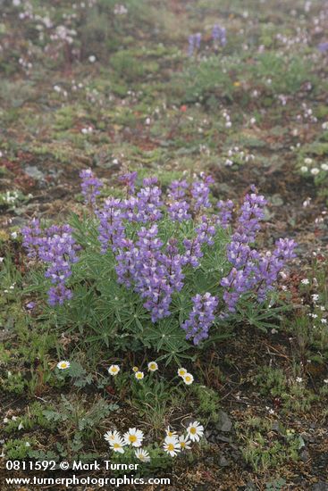 Lupinus latifolius; Erigeron flettii