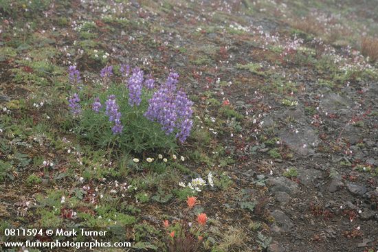 Lupinus latifolius; Erigeron flettii; Lewisia columbiana; Castilleja miniata