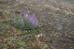 Broadleaf Lupines, Olympic Mountain Fleabane, Columbia Lewisia; Giant Red Paintbrush in rocky alpine meadow