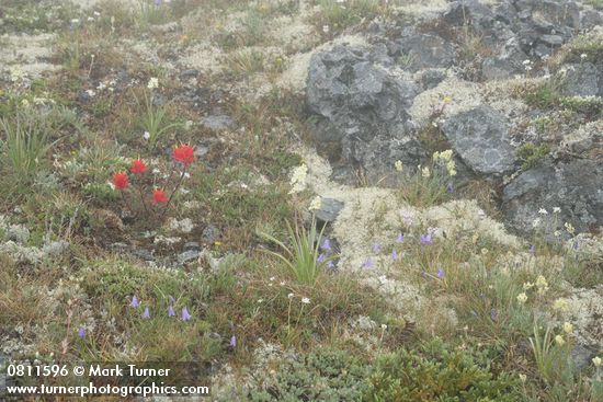 Castilleja miniata; Zigadenus elegans; Campanula rotundifolia; Oxytropis campestris