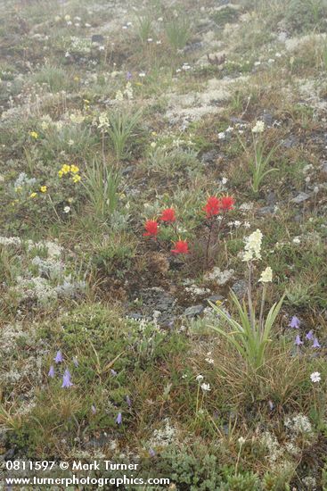 Castilleja miniata; Zigadenus elegans; Campanula rotundifolia; Dasiphora floribunda