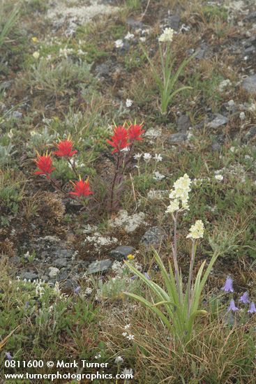 Castilleja miniata; Zigadenus elegans; Campanula rotundifolia; Erigeron flettii