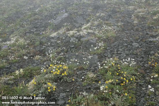 Dasiphora floribunda; Zigadenus elegans; Erigeron flettii