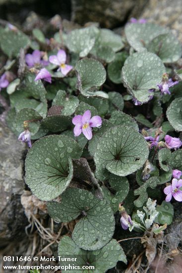 Viola flettii