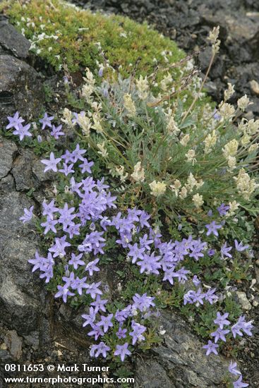 Campanula Piperi; Oxytropis campestris