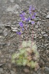 Rockslide Larkspur on scree