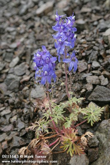 Delphinium glareosum
