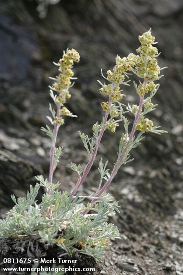 Artemisia arctica ssp. arctica