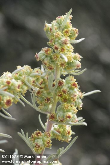 Artemisia arctica ssp. arctica